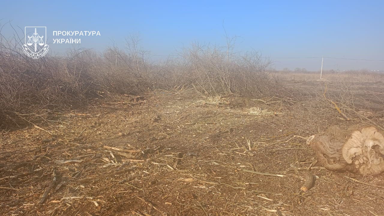 Екоцид у «Загребеллі»: голові громади на Тернопільщині загрожує 12 років за знищення заповідних дерев