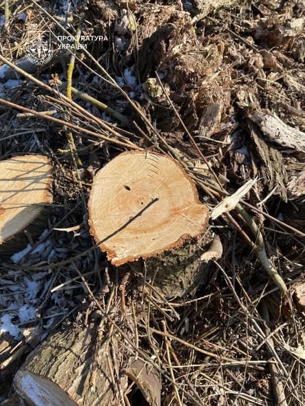 Екоцид у «Загребеллі»: голові громади на Тернопільщині загрожує 12 років за знищення заповідних дерев