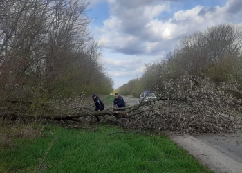 Поліцейські Підгайців на Тернопільщині оперативно розчистили дорогу після падіння дерева