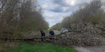 Поліцейські Підгайців на Тернопільщині оперативно розчистили дорогу після падіння дерева