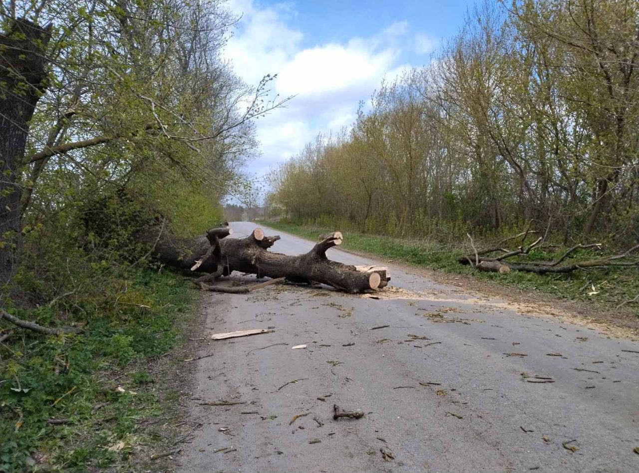 повалені дерева