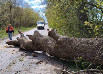 повалені дерева