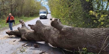 повалені дерева
