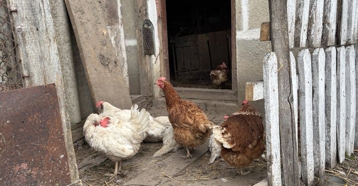 Закрила двері в минуле: як депутатка із Запоріжжя будує життя з нуля в тернопільському селі